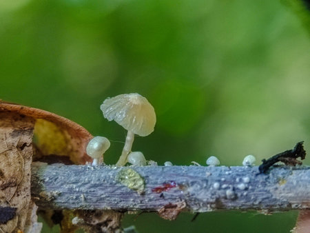 Mushrooms in the rainforest, close-up, selective focusの写真素材