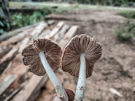 Mushrooms in the forest. Selective focus.の写真素材