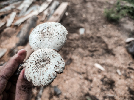 Mushroom in national park, Thailand. (Macrolepiota procera)の写真素材