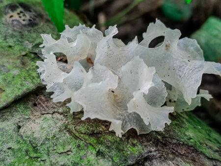 Mushrooms in the rainforest of Phu Quoc, Vietnamの写真素材