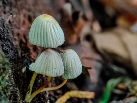 Mushrooms in the rain forest. Selective focus. Shallow depth of fieldの写真素材
