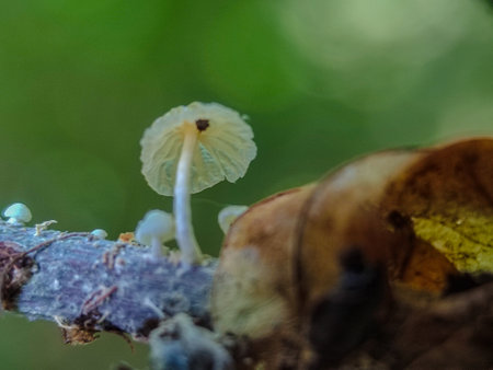 Mushrooms in the rainforest of Doi Inthanon National Park, Chiang Mai, Thailandの写真素材