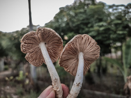 Mushroom growing on the ground in the forest, Thailand.の写真素材