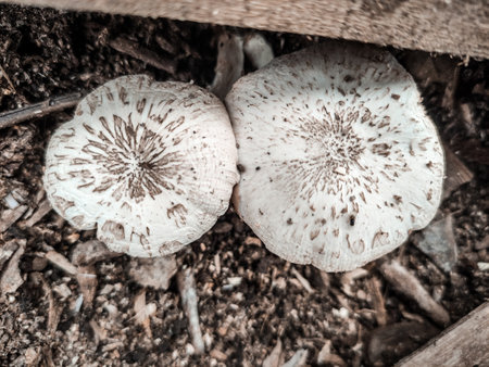 Mushrooms in the forest. Selective focus.の写真素材