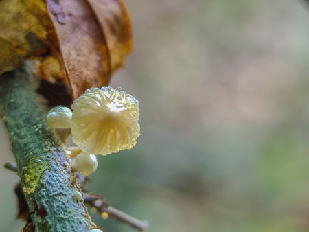 Mushroom in the rain forest, Phu Quoc, Vietnamの写真素材