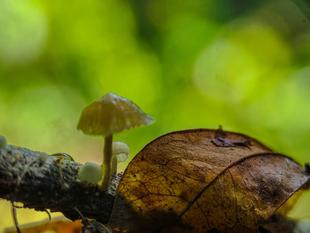 mushroom in the rain forest at Phu Kradueng National Park, Loei, Thailandの写真素材