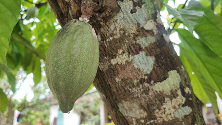 Cacao fruit on the tree,Cacao fruit on the treeの写真素材