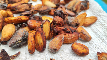 roasted cocoa beans on a white background. close-up.の写真素材
