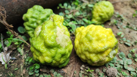 Bergamot fruit on the ground in the garden, Thailand.の写真素材