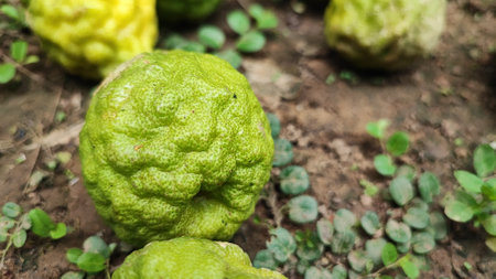 Bergamot fruit in the gardenの写真素材