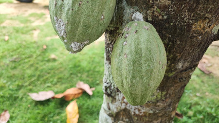 Cacao fruit on the tree in the garden. Organic cacao fruit.の写真素材
