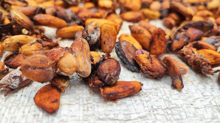 Cocoa beans on a white background. Close-up.の写真素材