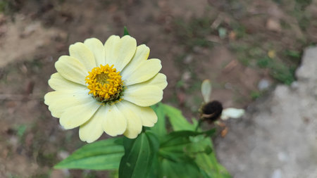 Zinnia flower in the garden. (Zinnia violacea Cav.)の写真素材