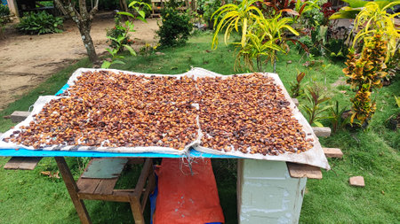 Dried dates on the table in the garden,Thailand.の写真素材