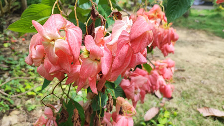 Pink flower in the garden with green leaves background. (Coral vine)の写真素材