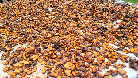Cocoa beans drying in the sun on a farm in Indiaの写真素材