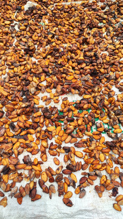 Cocoa beans drying in the sun on the street in Moroccoの写真素材