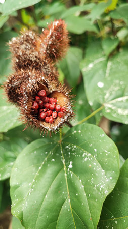 Burdock seed pods on a tree in the garden, close upの写真素材