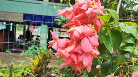 beautiful pink flower in the garden at thailand, stock photoの写真素材
