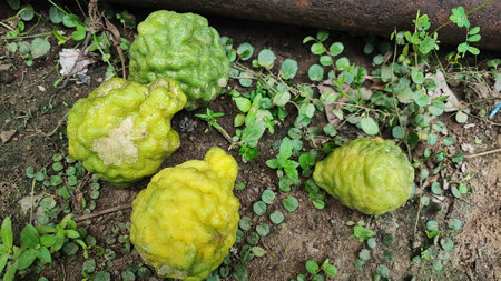 Kaffir lime or bergamot fruit on the groundの写真素材