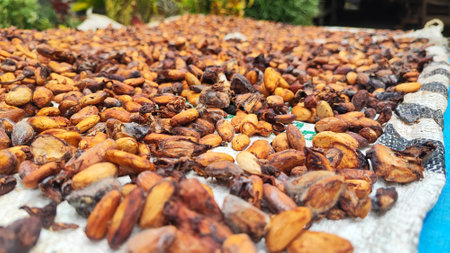 Dried cocoa beans on the counter in the local market, Thailand.の写真素材