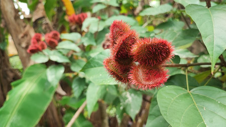 Rambutan fruit on tree in the garden,Thailand.