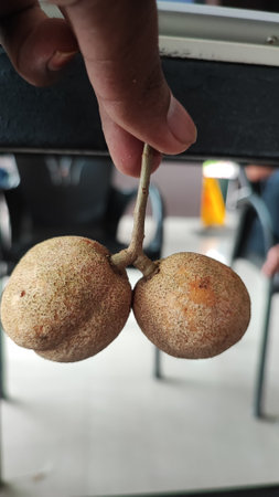 Two acorns in the hands of a man close-up.の写真素材