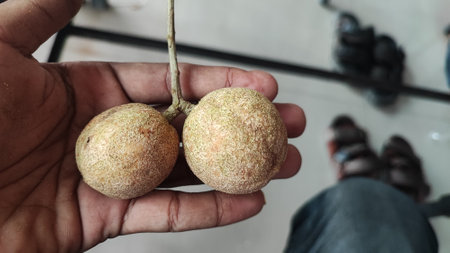 Man hand holding fresh sapodilla fruit on blurred background, stock photoの写真素材