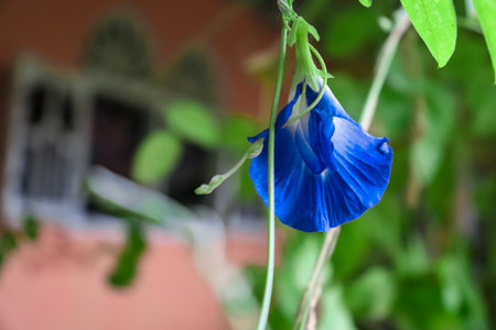 Butterfly pea flower in the garden,Thailand.の写真素材