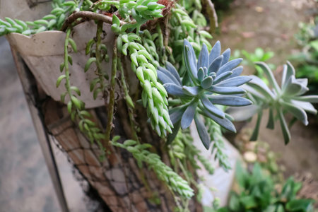 Succulent plant in pot. Close up succulent plant.の写真素材