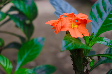 Orange flower in the garden, Thailand. (Selective focus)の写真素材