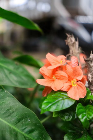 Beautiful orange flower in the garden, selective focus, nature background