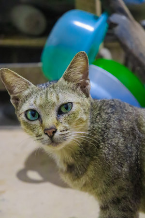 Cat with green eyes on a background of blue and green plates.の写真素材