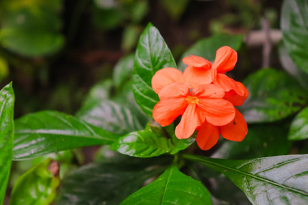 Beautiful orange flower with green leaves in the garden, stock photoの写真素材