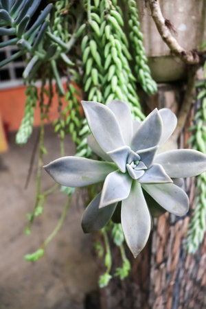 Succulent plant in garden, Thailand. (Selective focus)の写真素材