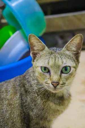 Cat looking at the camera with green eyes and blue bucket in backgroundの写真素材