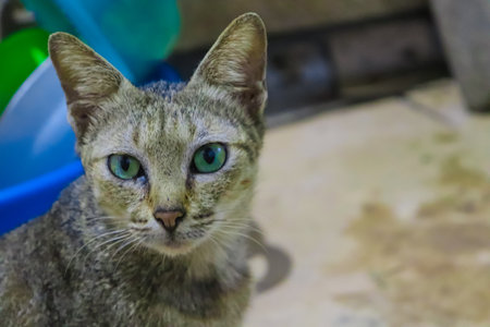 Cat looking at the camera with green eyes on a blurred background.の写真素材