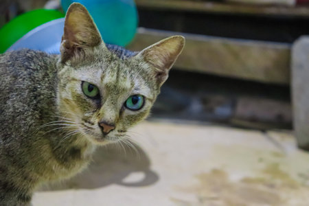 Cat with green eyes looking at camera. Selective focus with shallow depth of field.の写真素材