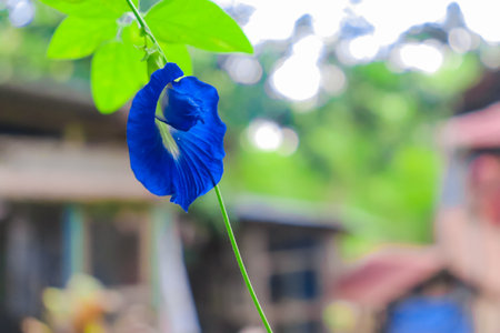 Butterfly pea flower on blurred background. (Clitoria ternatea)の写真素材