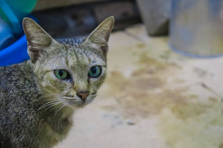 Cat looking at the camera with green eyes. Selective focus.の写真素材