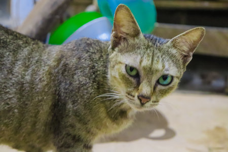 Cat with green eyes.の写真素材