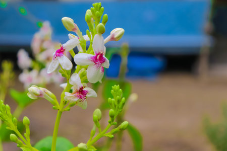 Bouquet of white and pink flowers.の写真素材