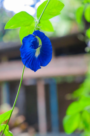 Clitoria ternatea or butterfly pea flower in gardenの写真素材