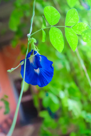 Butterfly pea flower in the garden (Anchan flowers)の写真素材