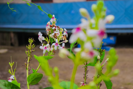 Beautiful flowers in the garden,Thailand,selective focusの写真素材