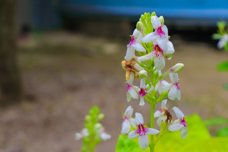 Orchid flower in garden, Thailand. (Scientific name Dendrobium giganteum)の写真素材