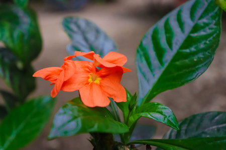 Beautiful orange flower with green leaf in nature background, Thailand.の写真素材