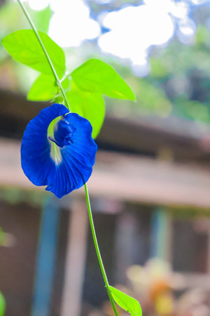 Butterfly pea flower in the garden,Thailand.の写真素材