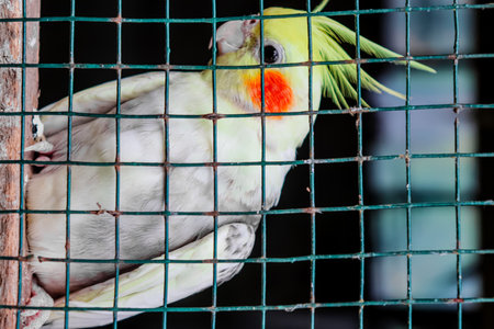 Cockatiel in the cage at the zoo, Thailand.の写真素材