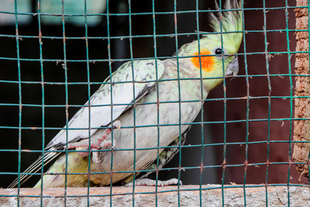 Cockatiel in a cage at the zoo, Thailand.の写真素材
